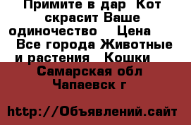 Примите в дар. Кот скрасит Ваше одиночество. › Цена ­ 0 - Все города Животные и растения » Кошки   . Самарская обл.,Чапаевск г.